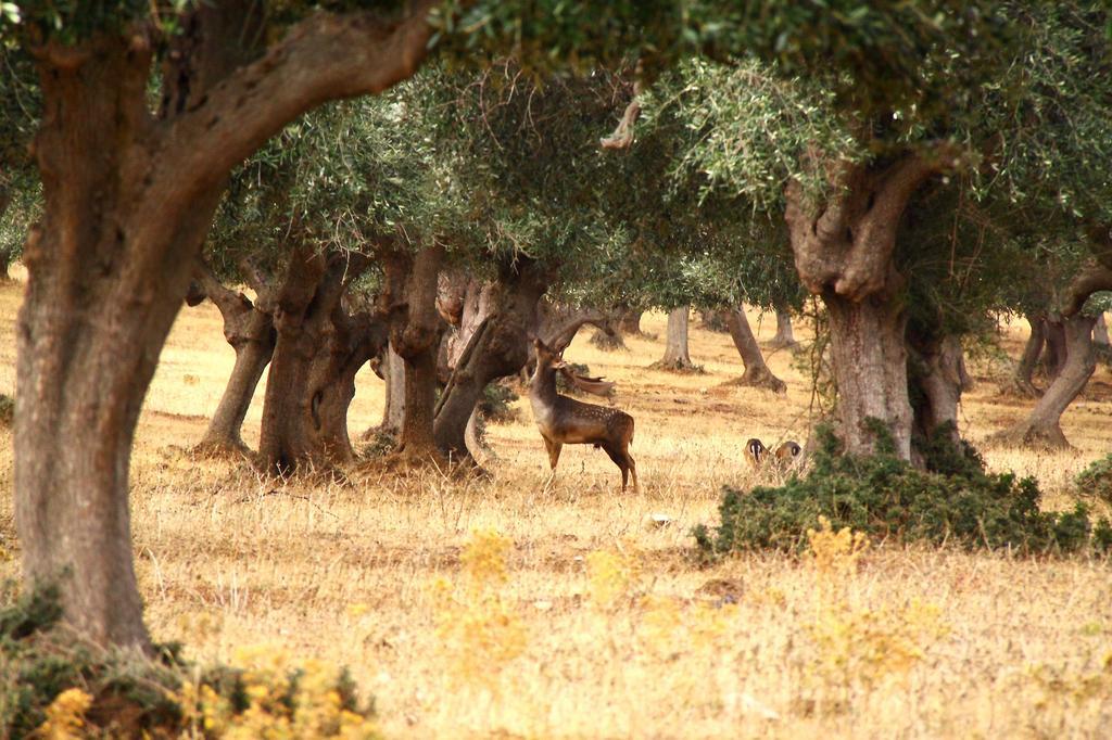 Country Resort Le Due Ruote Alberese Luaran gambar