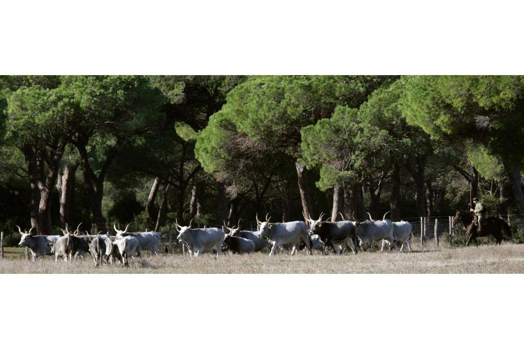 Country Resort Le Due Ruote Alberese Luaran gambar